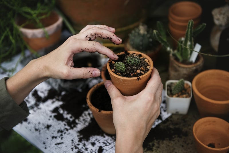 Collaborative Planting