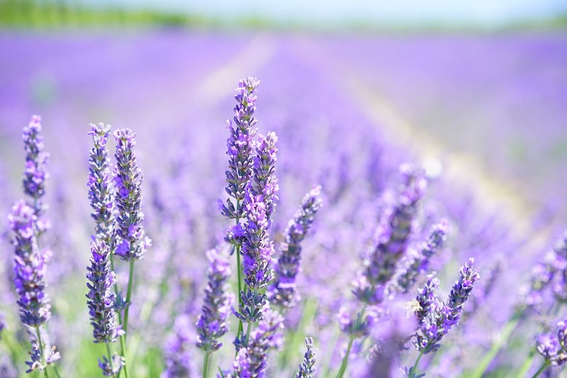 Lavender Field