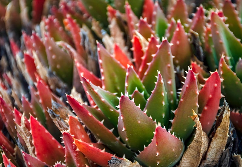 Urban Plants